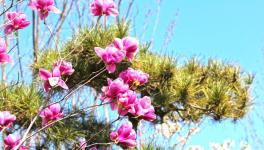 復(fù)工復(fù)產(chǎn)進(jìn)行時(shí)：詩(shī)韻畫(huà)卷里的洛陽(yáng)中聯(lián)！