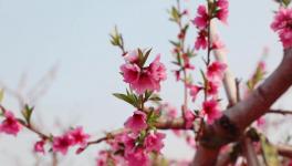 人間四月芳菲盡，桃花朵朵映中聯(lián)！
